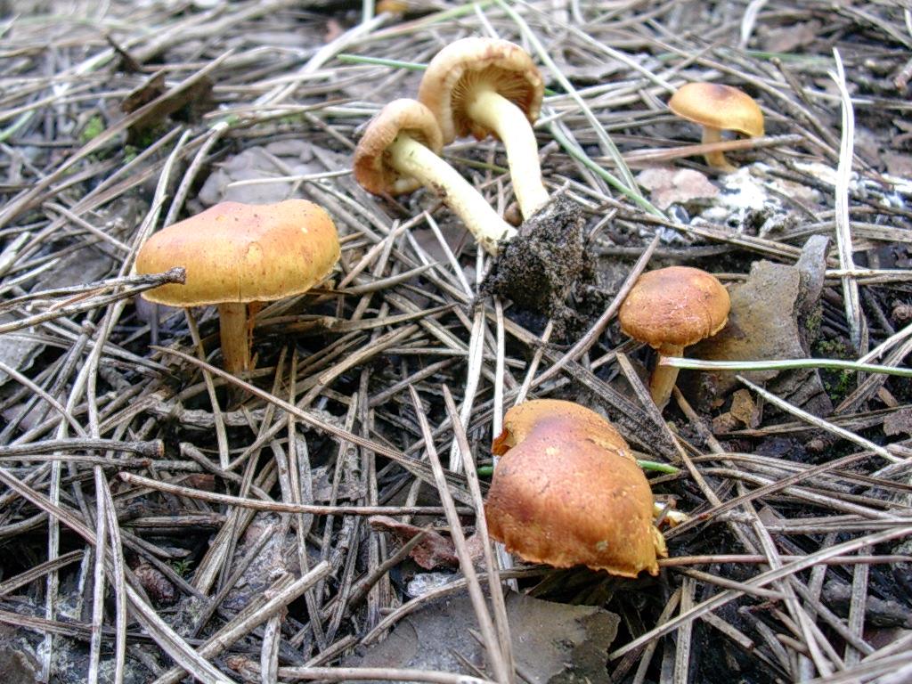 1876 Gennaio vecchio ritrovamento